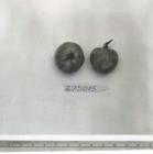 Click for 1 image(s) for this accession. FRUIT